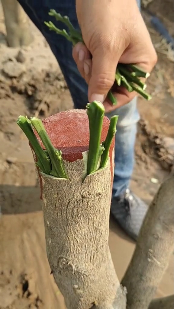 嫁接技术#橘树嫁接技术分享,成活率非常高.