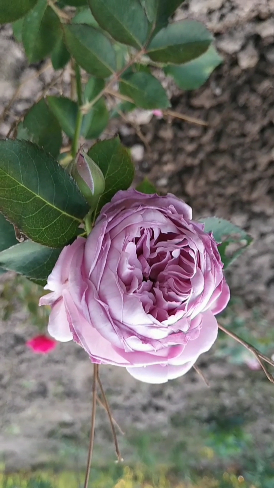 泼花成画#月季空蒙真心仙,多季节花开好种养