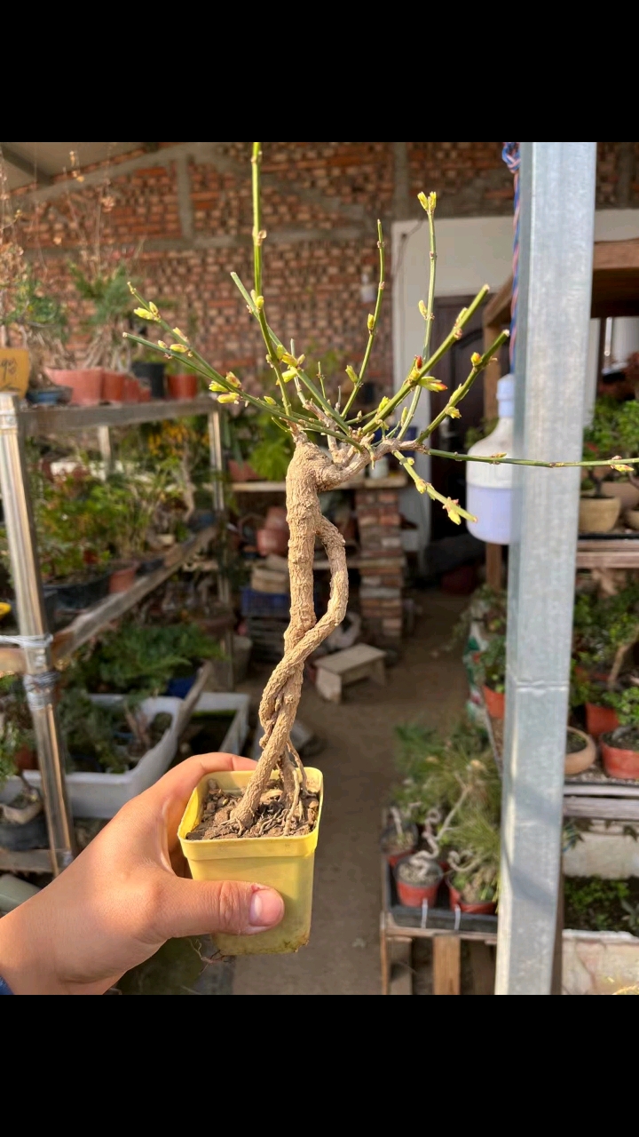 盆景#提根迎春花