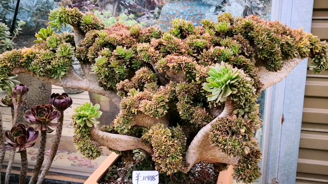 多肉植物#绿法师缀化的霸气侧漏,这造型就像是人工雕刻出来的一样,很