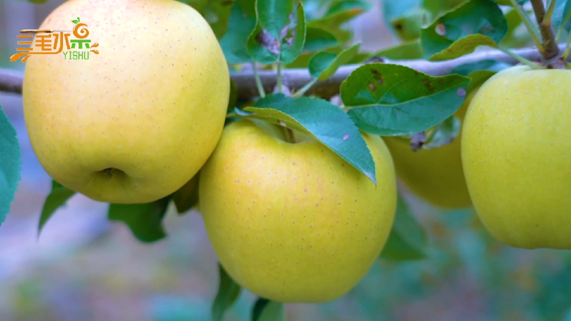 苹果黄苹果树你可见过作为南方人我是第一次见摘苹果的感觉那是真的爽