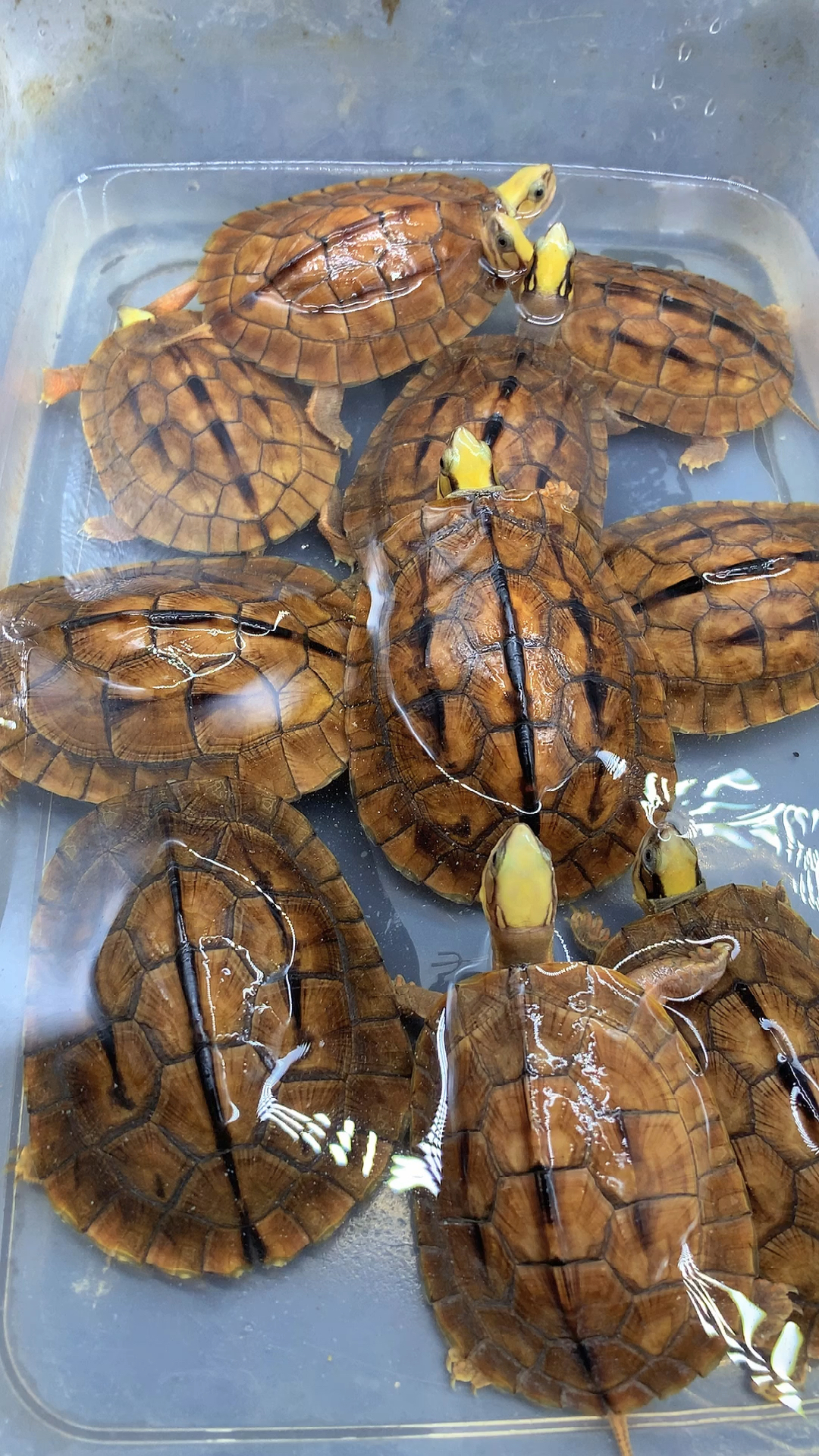 西线海南大黄头金钱龟仔,金光闪闪,大家一起分享一下!