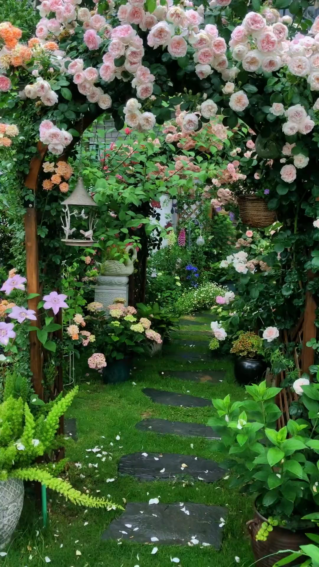 爬藤月季系列,欧月,拱门造型