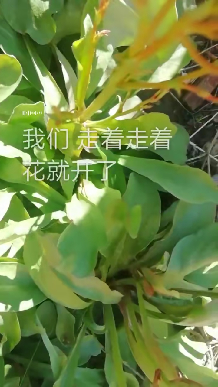 人们走着走着就老了,花走着走着就开了.-度小视