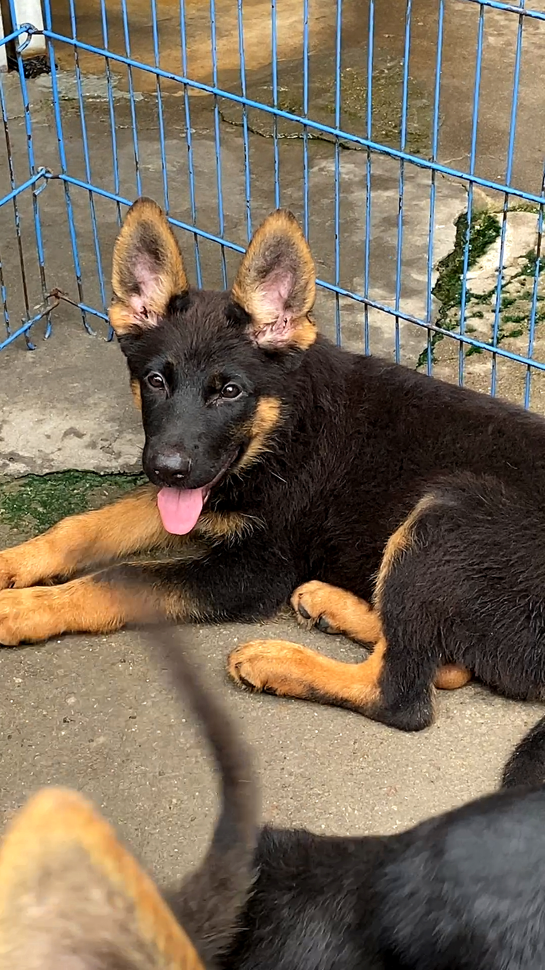 三个多月的德牧犬是不是太帅了点!