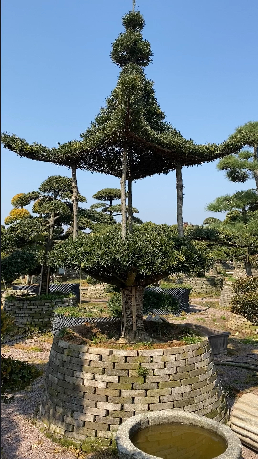 庭院造型罗汉松