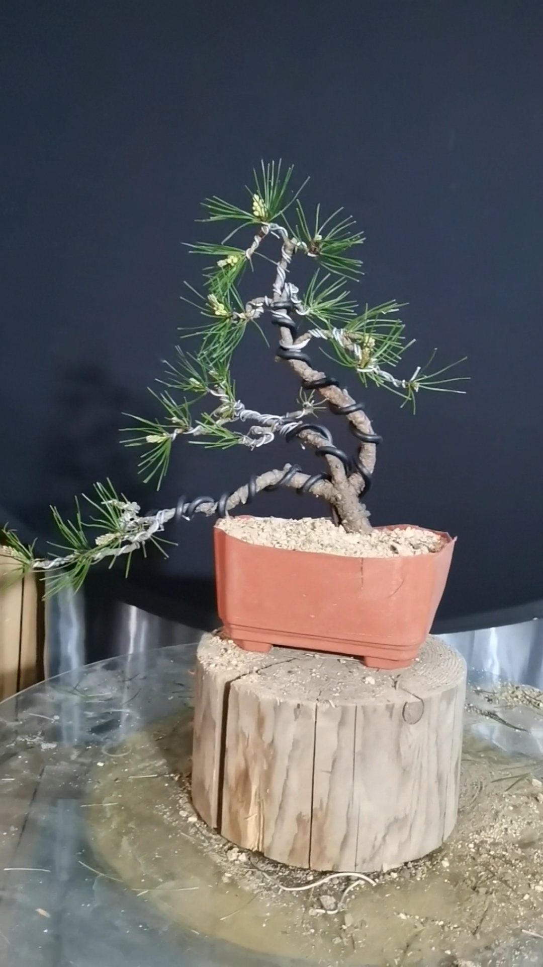 一本三杆赤松新作分享
