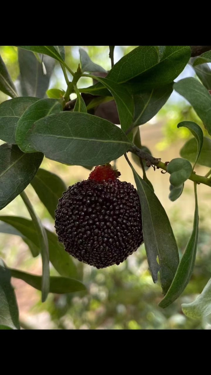 音为有你#大颗的乌酥杨梅,就是经典