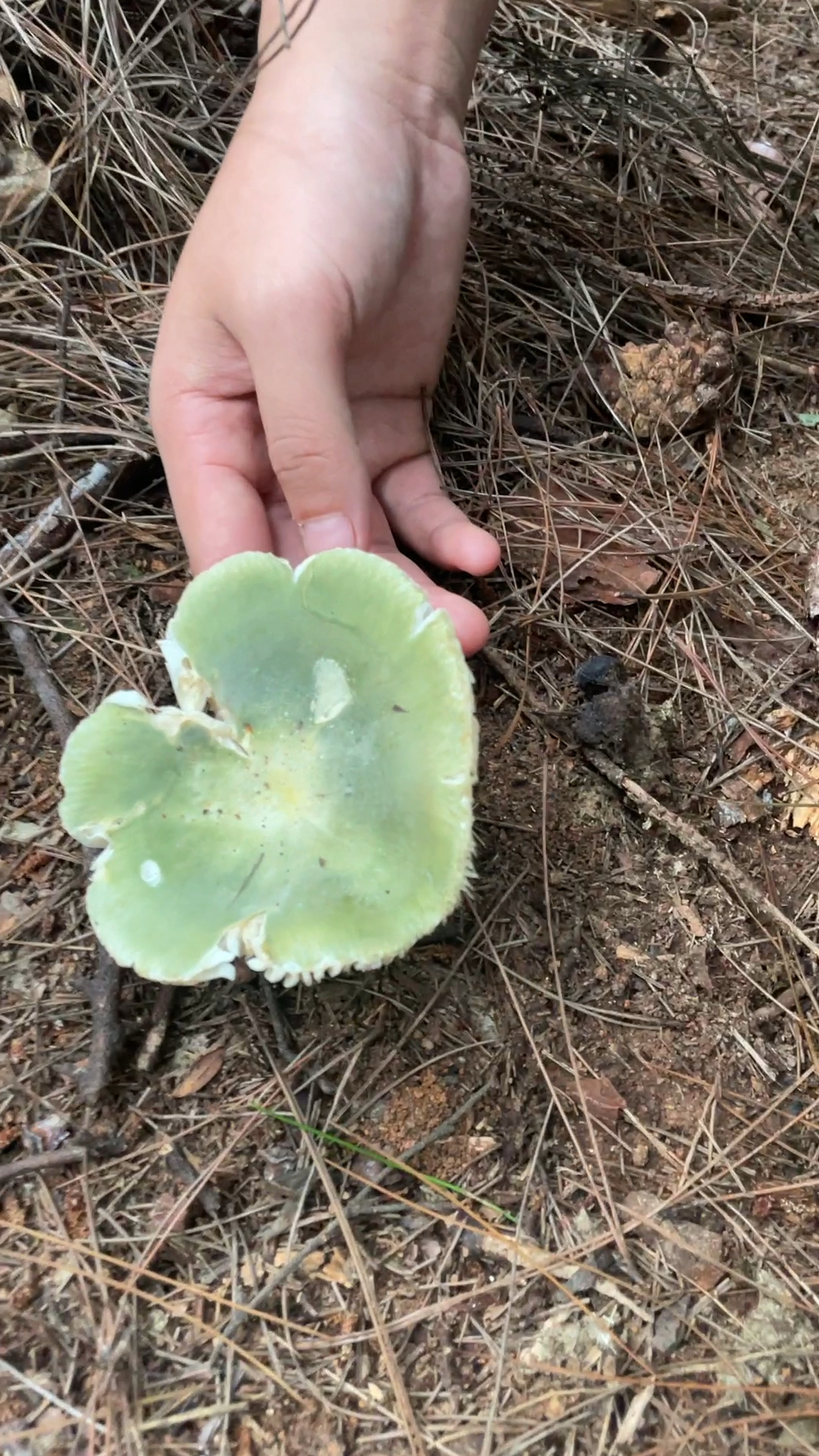 山上采到一朵青蘑菇