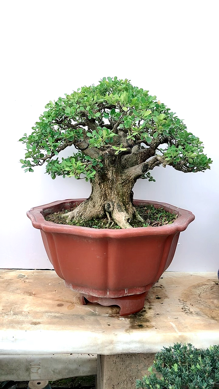 超级矮霸瓜子黄杨