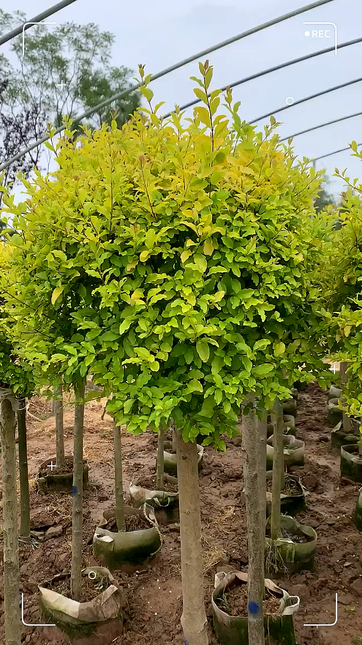 亮晶女贞棒棒糖四季不落叶适合庭院别墅绿化栽植-度小视