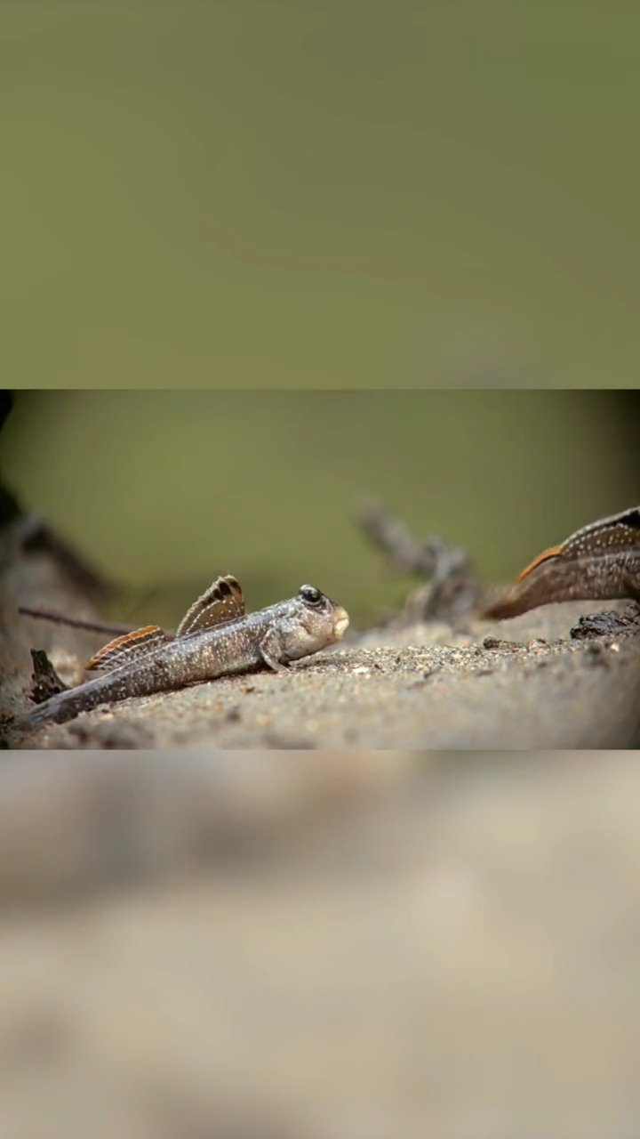 动物世界#小动物--弹涂鱼,又称跳跳鱼.-度小视
