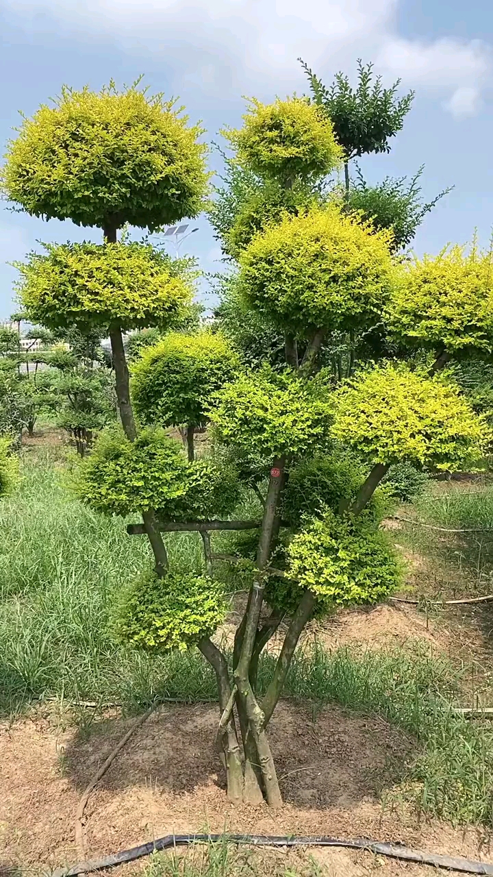 亮晶女貞造型樹,四季不落葉,庭院別墅首選