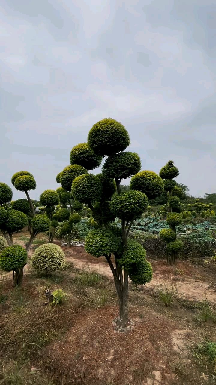亮晶女贞造型树,四季不落叶,适合庭院别墅农家小院栽植