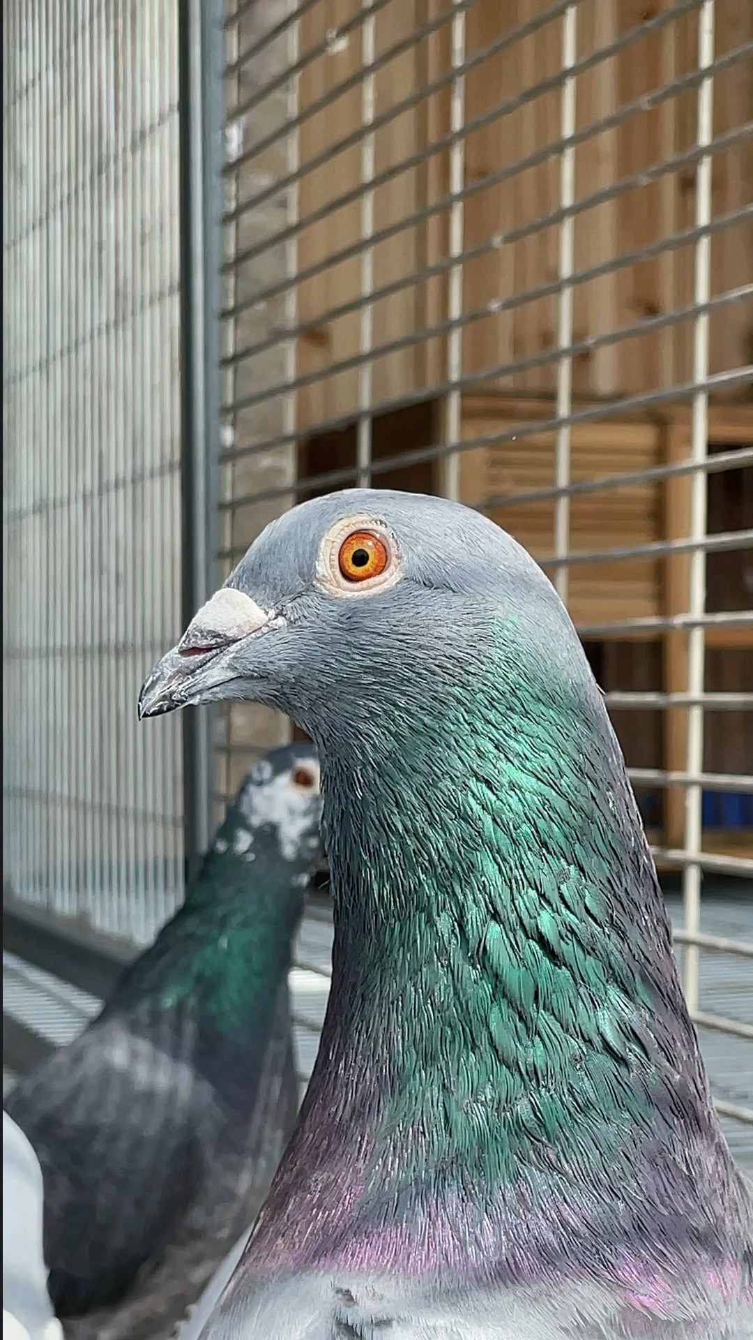 鸽子#两只沙眼回血给我回了一只黄眼的这是什么操作