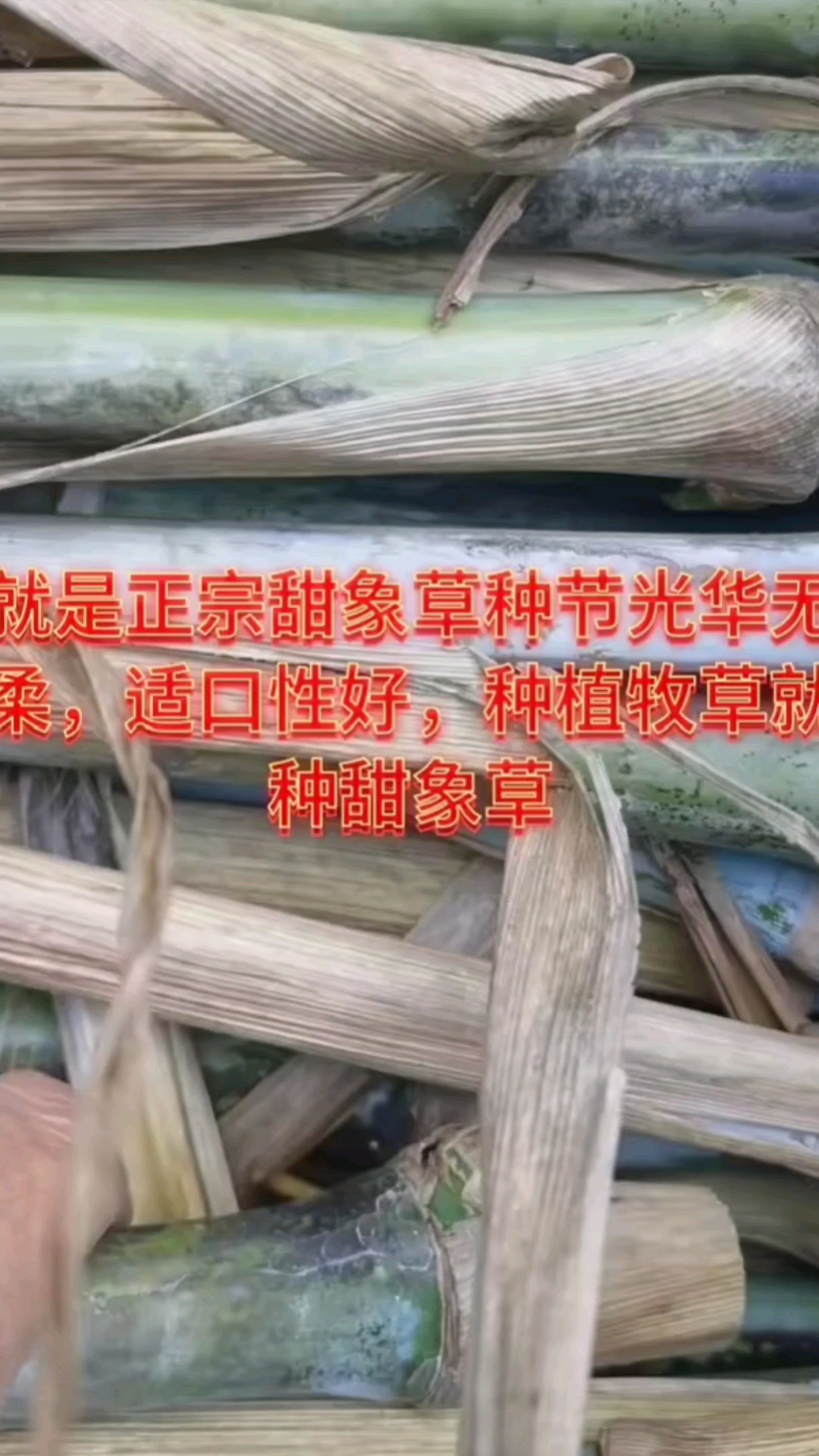 多年高产量牧草甜象草皇竹草红象草亩产达到25吨耐旱耐捞耐盐减