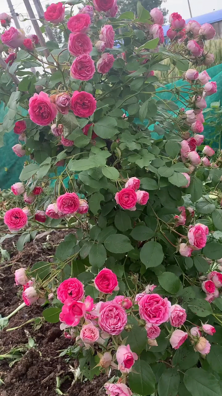 胭脂扣爬藤月季花量大,四季开花浓香型花卉