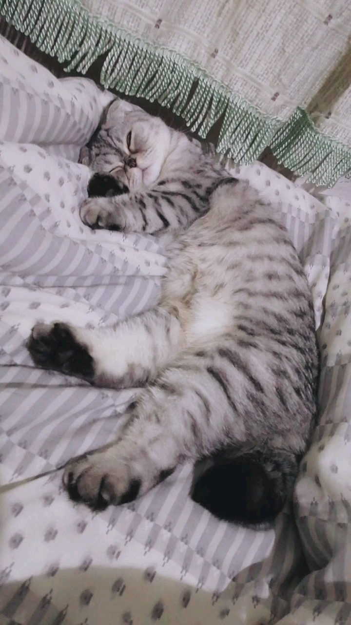 猫#肉肉这觉睡的舒服太香啦.