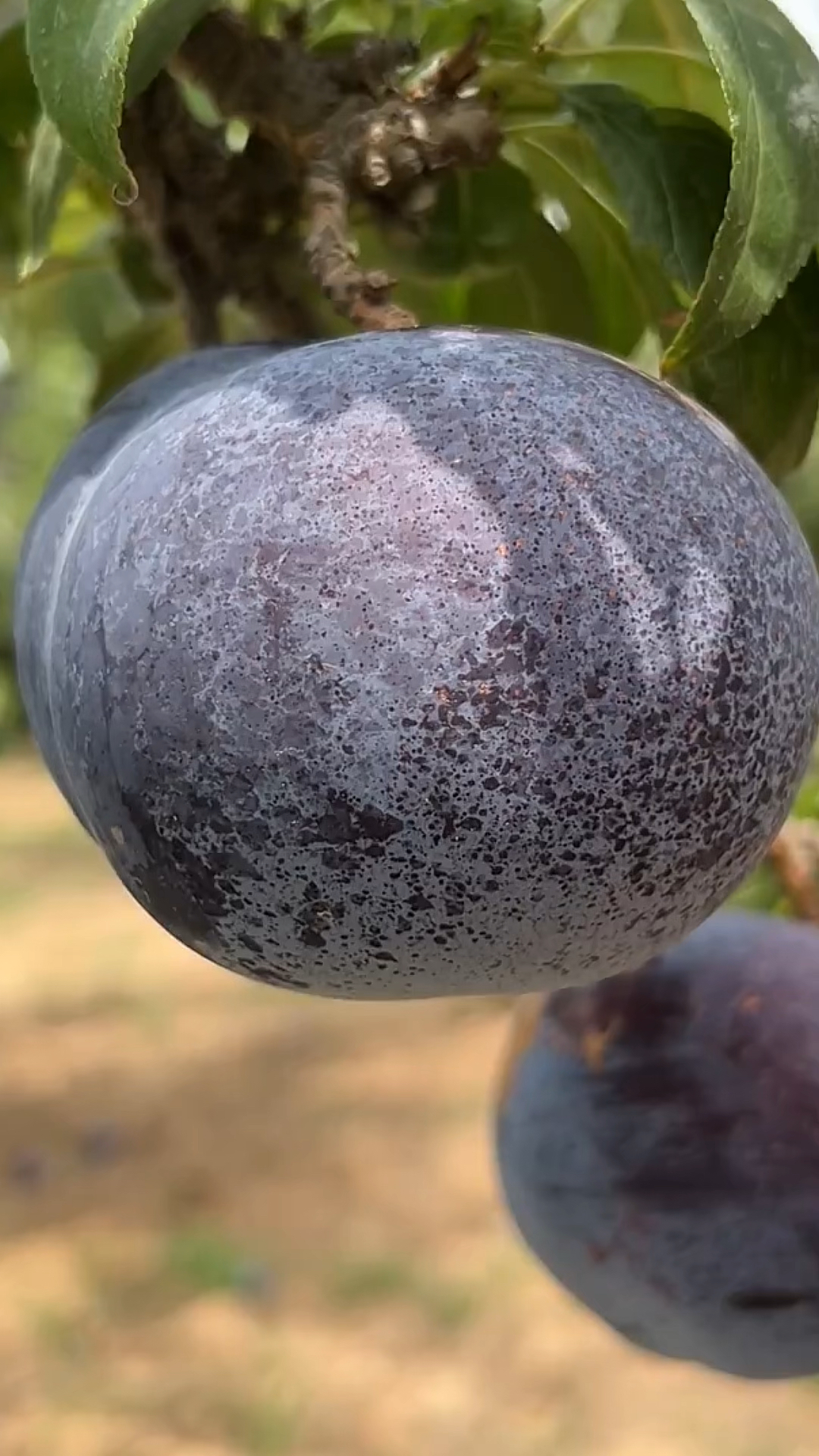 舌尖上的美食#黑布林大李子,酸甜多汁