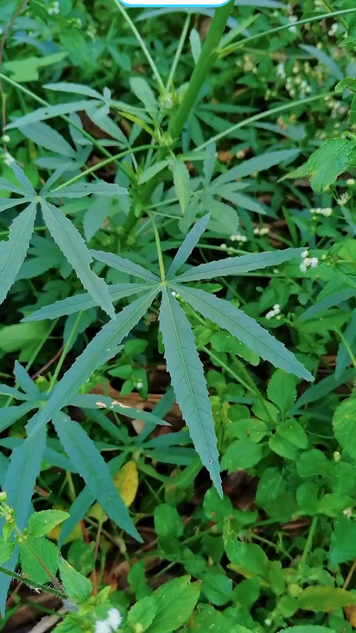 这个消失了几十年的麻杆现身田野它就是传说中的洋麻其皮可做麻绳