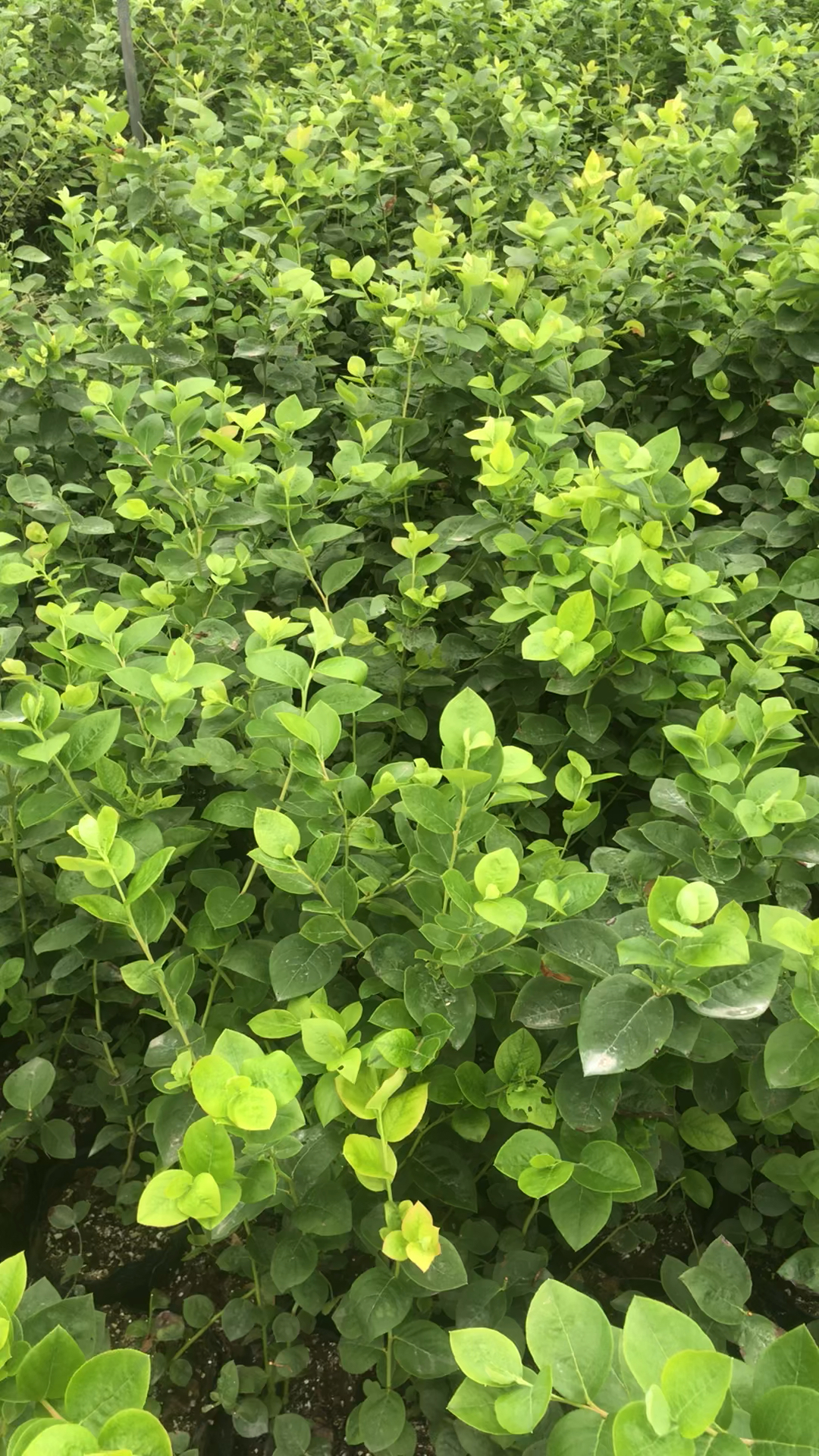 蓝丝带蓝莓苗批发价格,蓝丝带蓝莓苗基地繁育