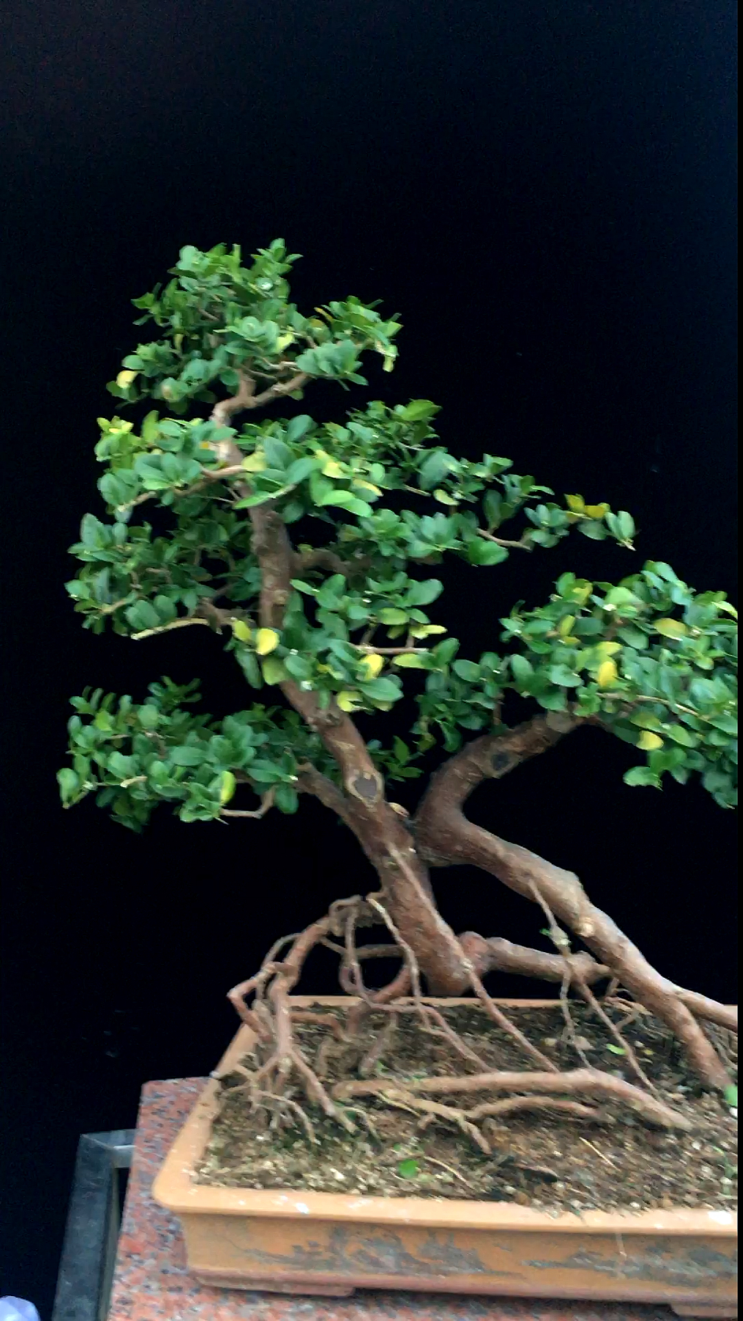 千奇百怪盆景桩#岭南盆景东风桔