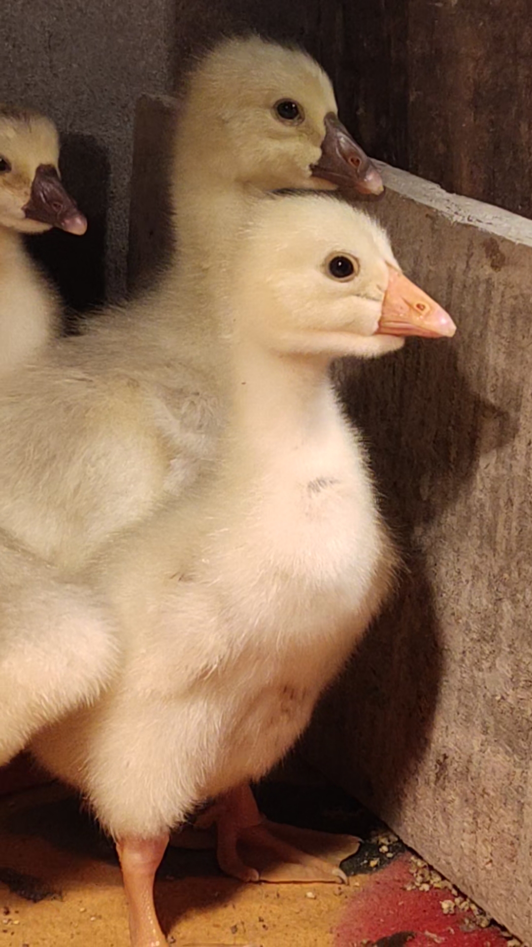 纯种狮头鹅从出壳就有眼袋的哦