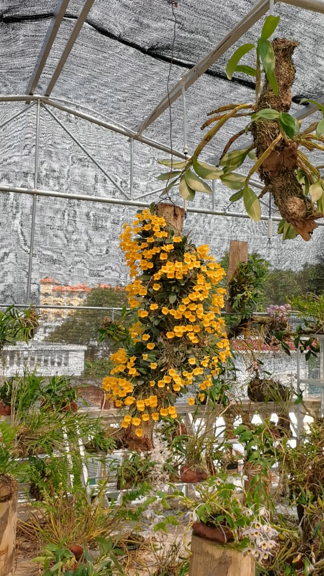 石斛记#龟背石斛,花苞全部打开了,比前几天更惊艳了