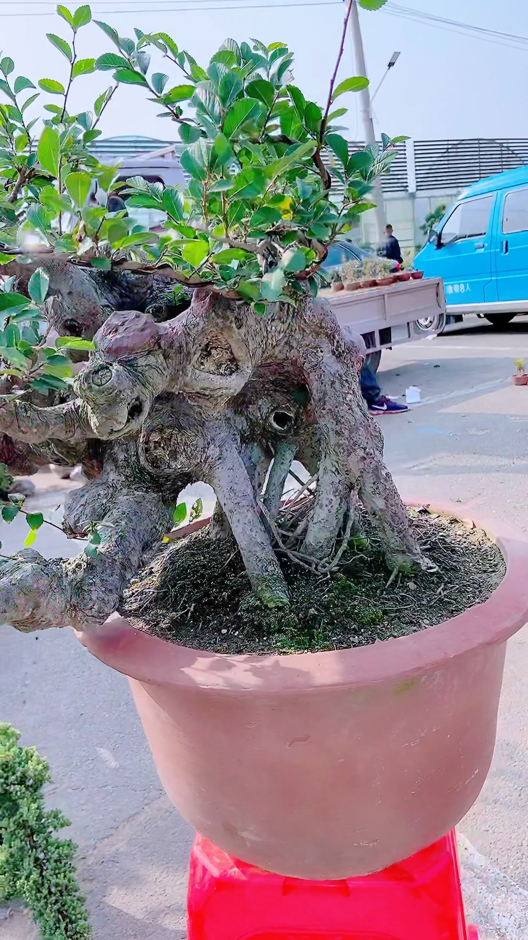 大临水榔榆盆景