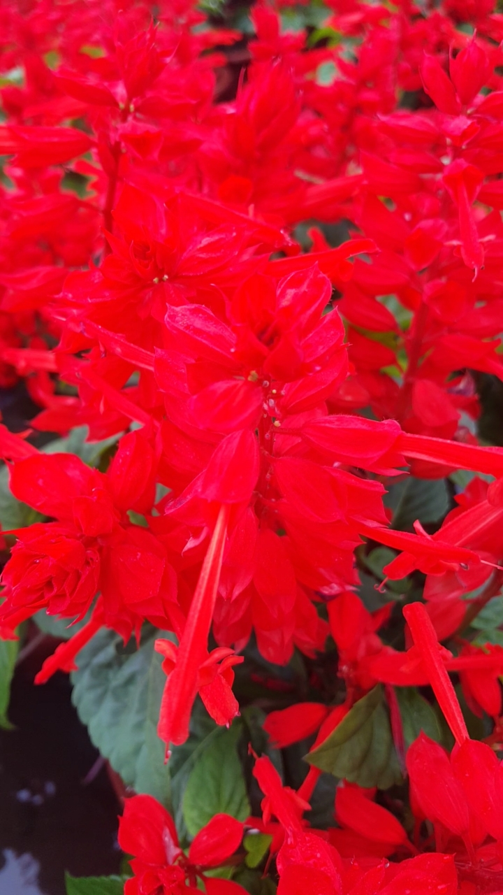 火红艳丽的红串串花