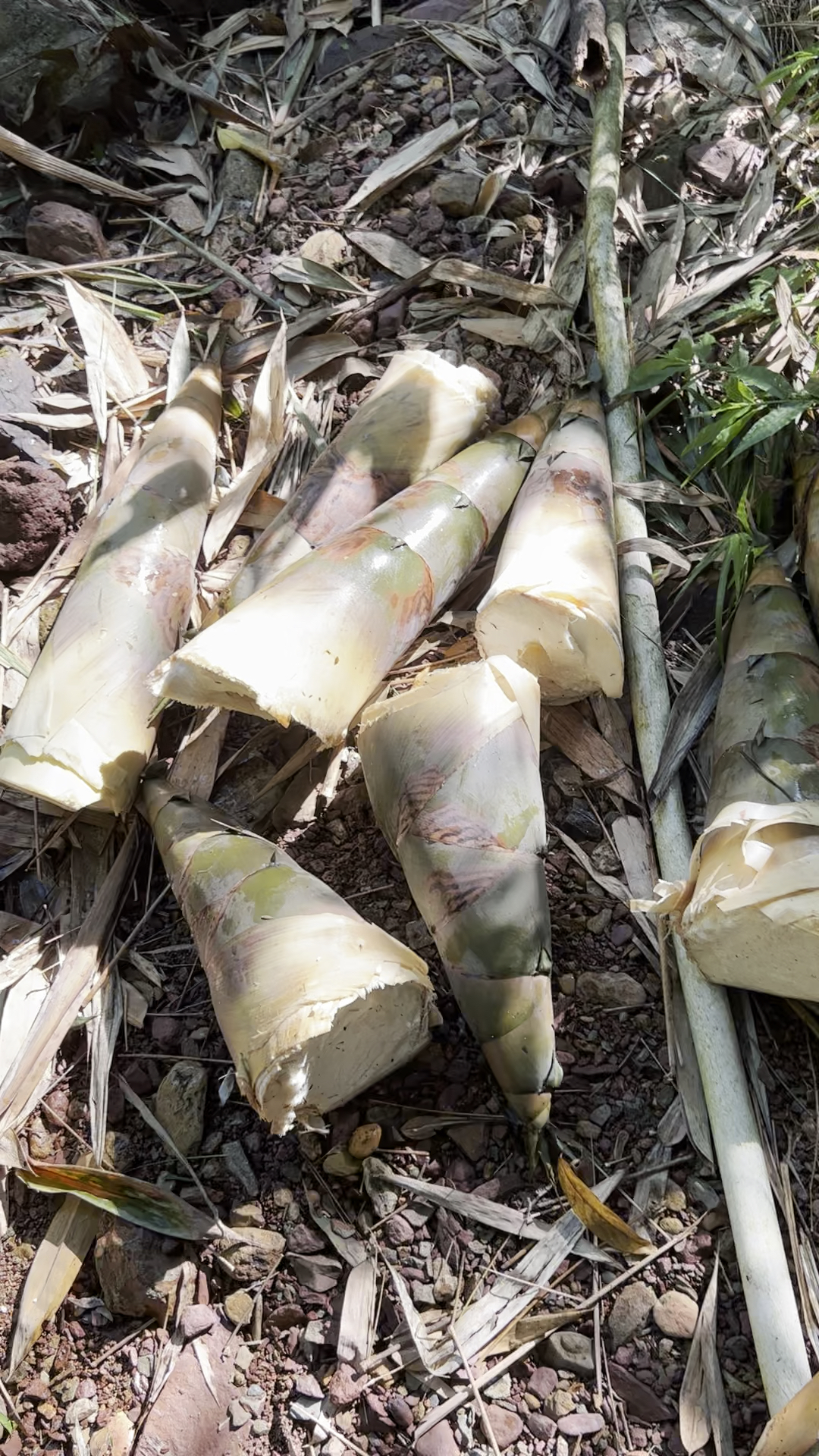 山上野竹笋#好货