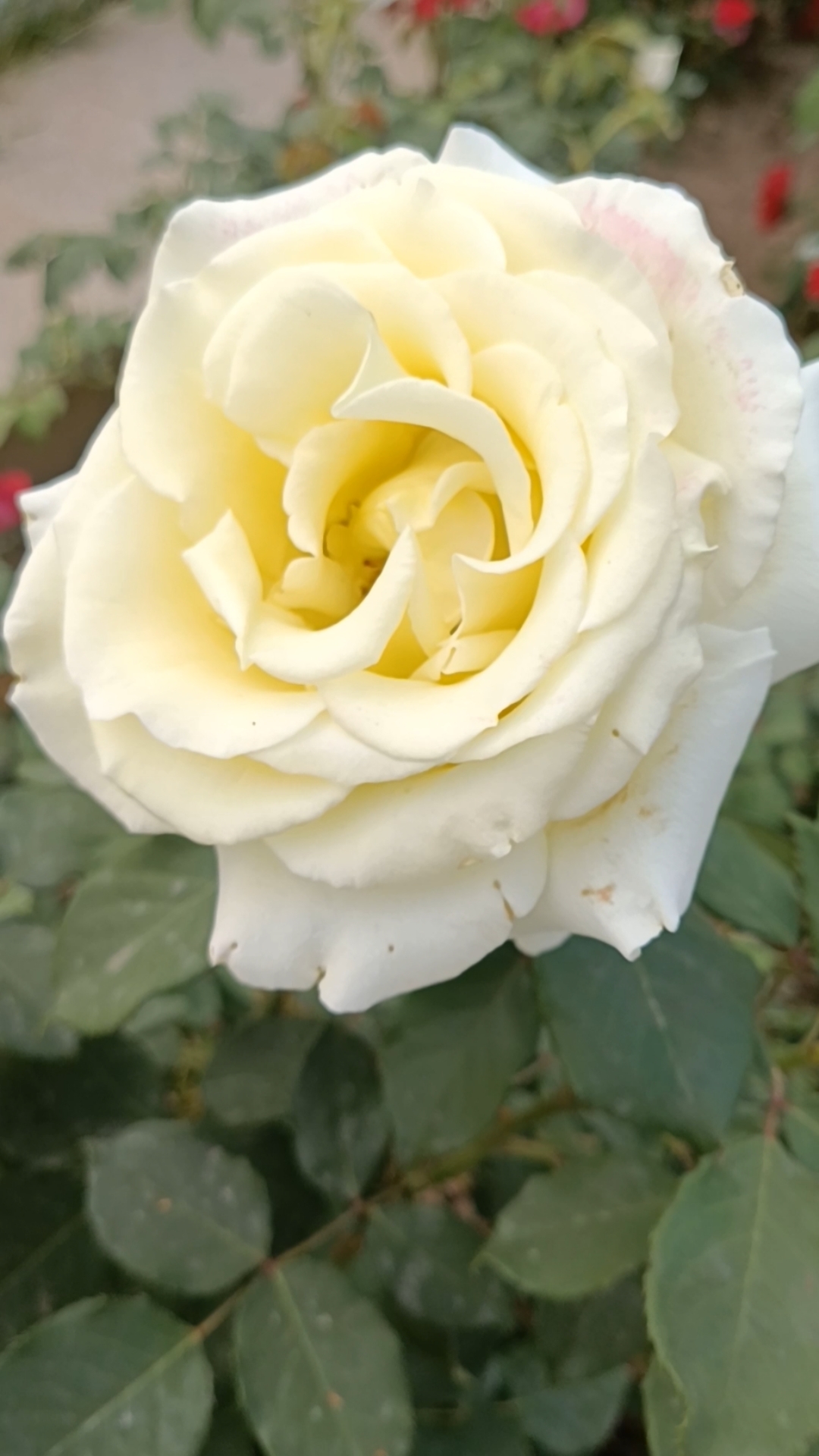 你好,夏天#好漂亮的淡黄色月季花美美哒!