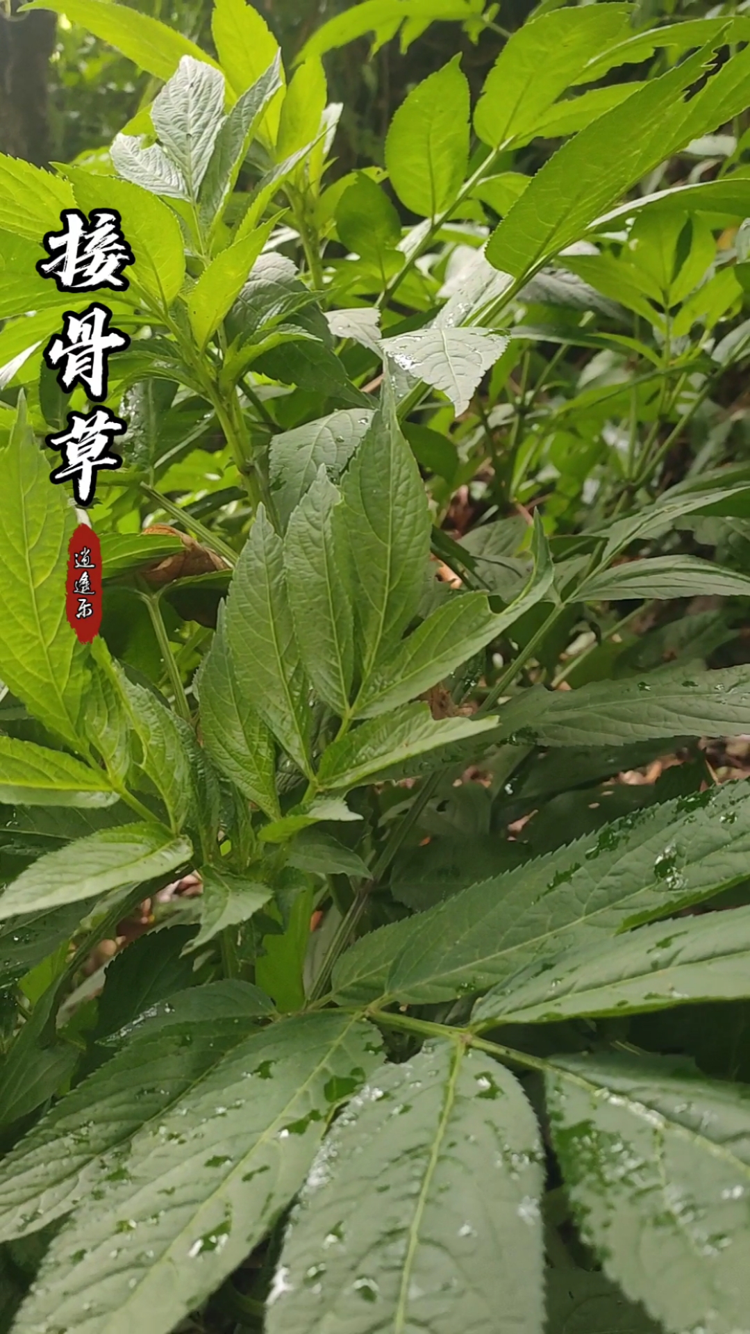 认识中草药#百草中药之接骨草,忍冬科高大草本或半