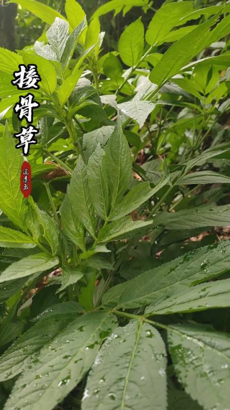 接骨草(接骨草如何治膝盖痛)