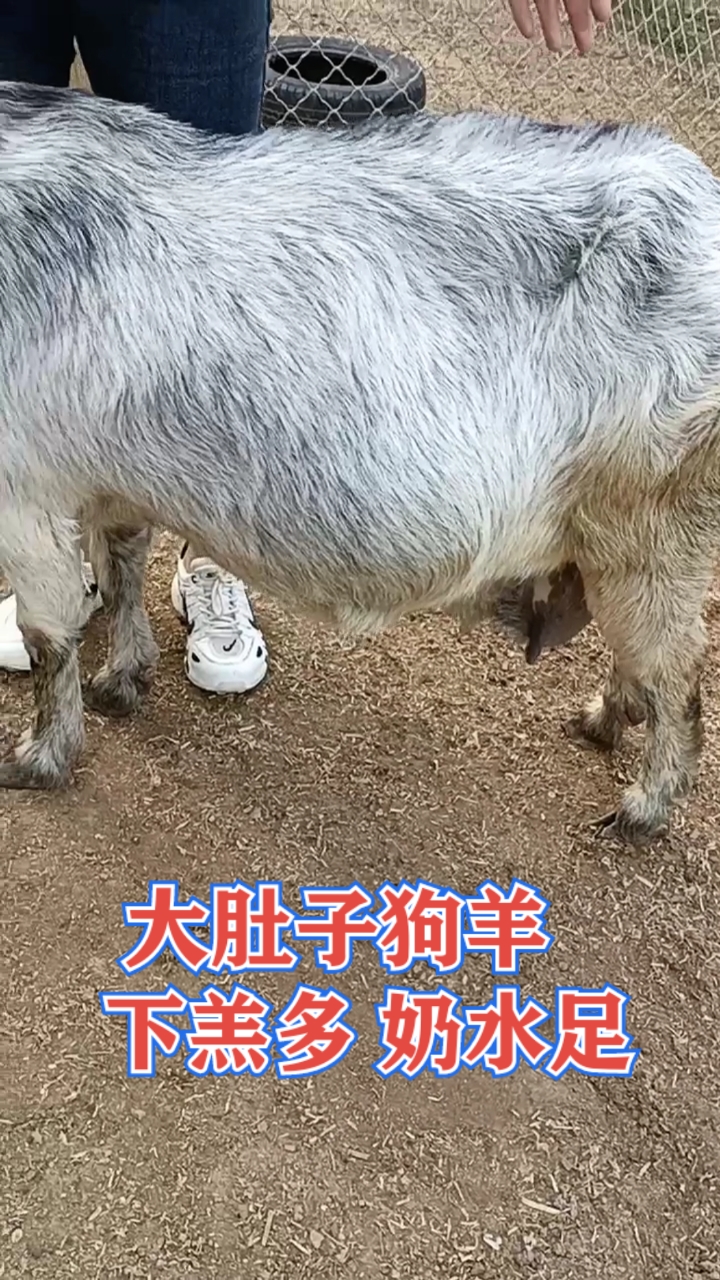 农村生活农村事#农村自家养殖的大肚子狗羊,下羔多,奶水足,好搜养