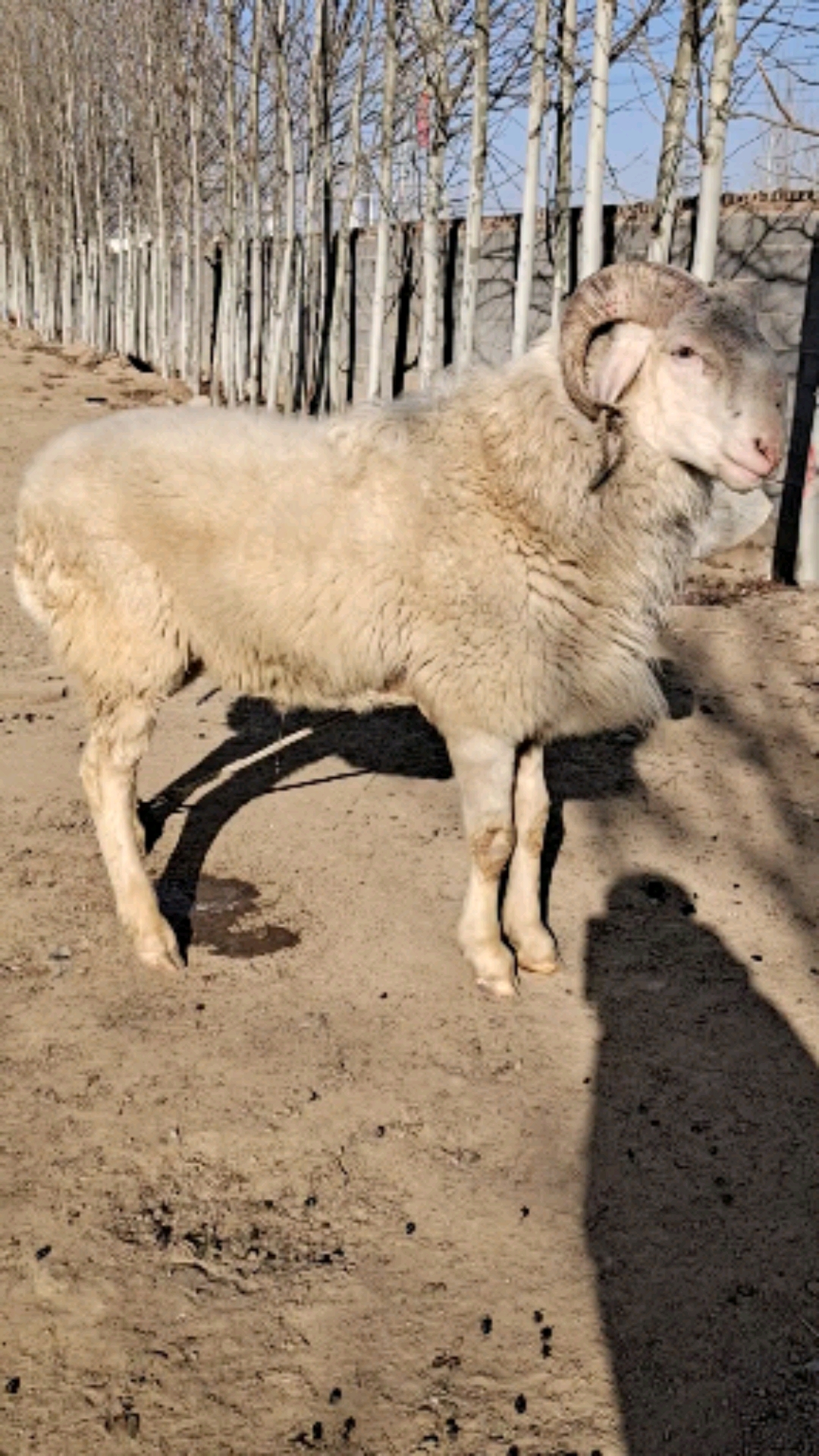 农村养殖#小尾寒羊种公羊体型高大个体健壮-全民小视频