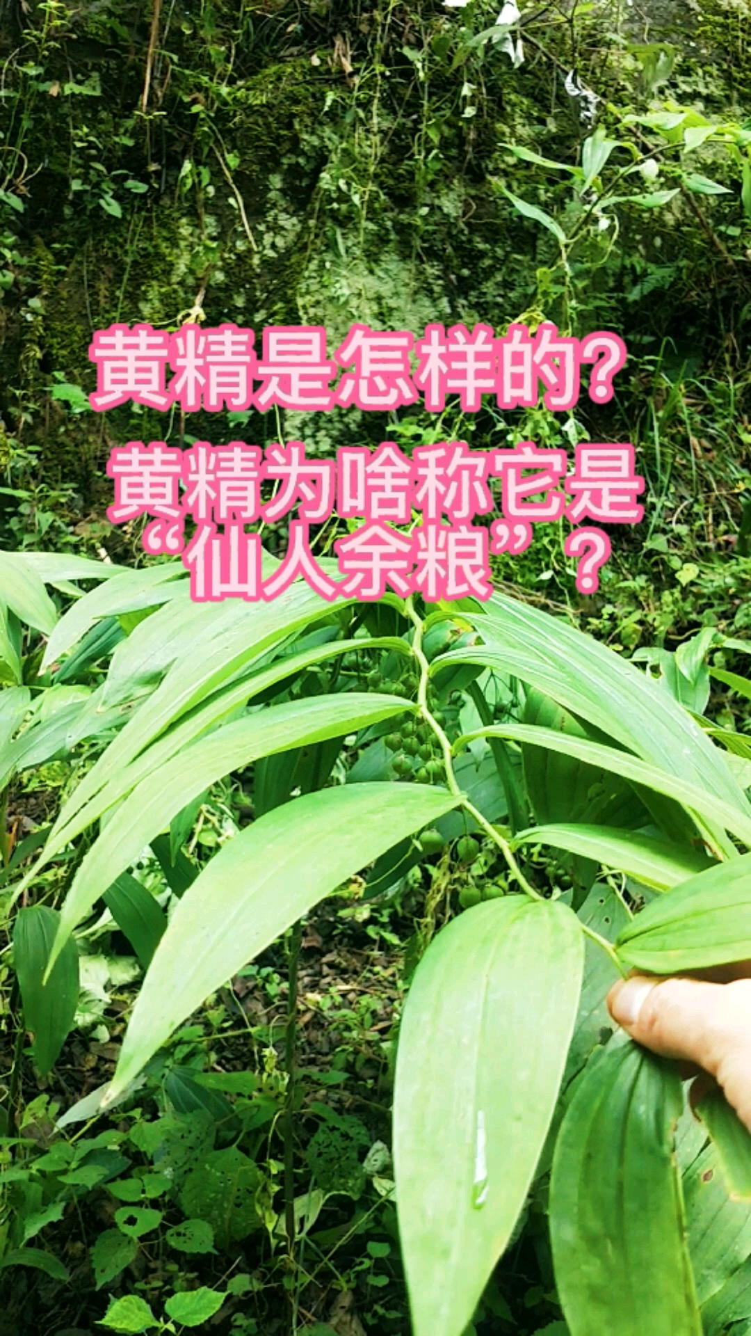 认识中草药黄精是怎样的黄精为啥称它是仙人余粮