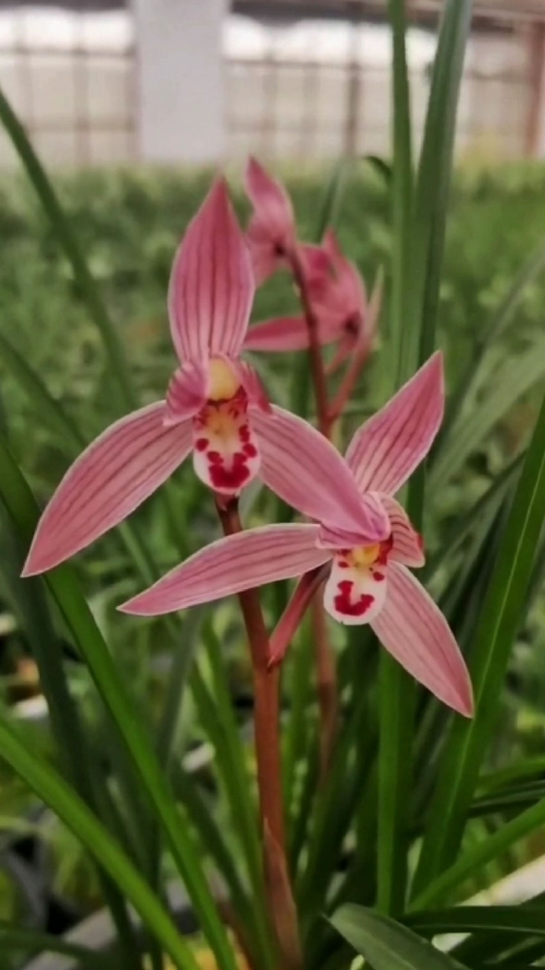 兰花#莲瓣兰如意红荷