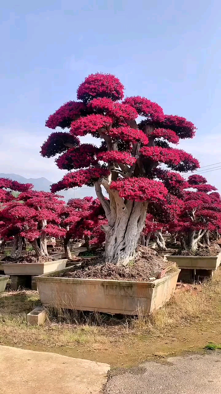 红花继木造型树红红火火四季不落叶适合庭院别墅农家小院栽植