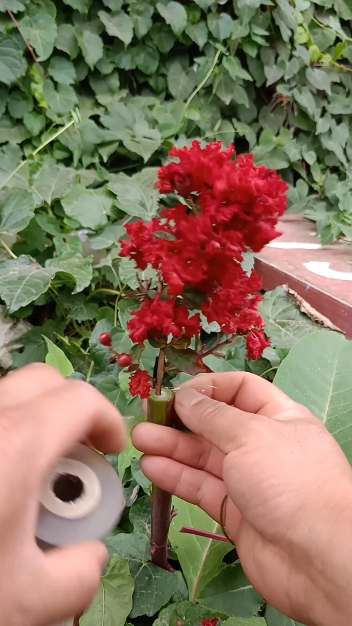 嫁接技术#世界上顶尖嫁接百日红技术,一般人不会