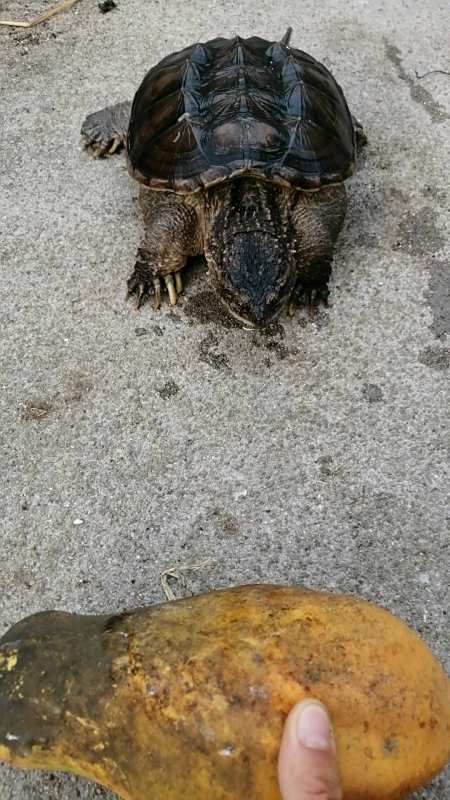 鳄鱼龟#这鳄鱼龟反应的速度也太快了吧-度小视