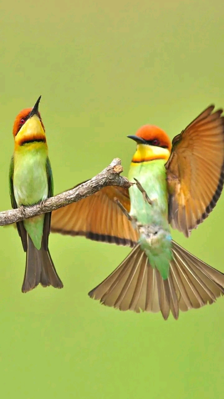 在家云旅游#富贵鸟