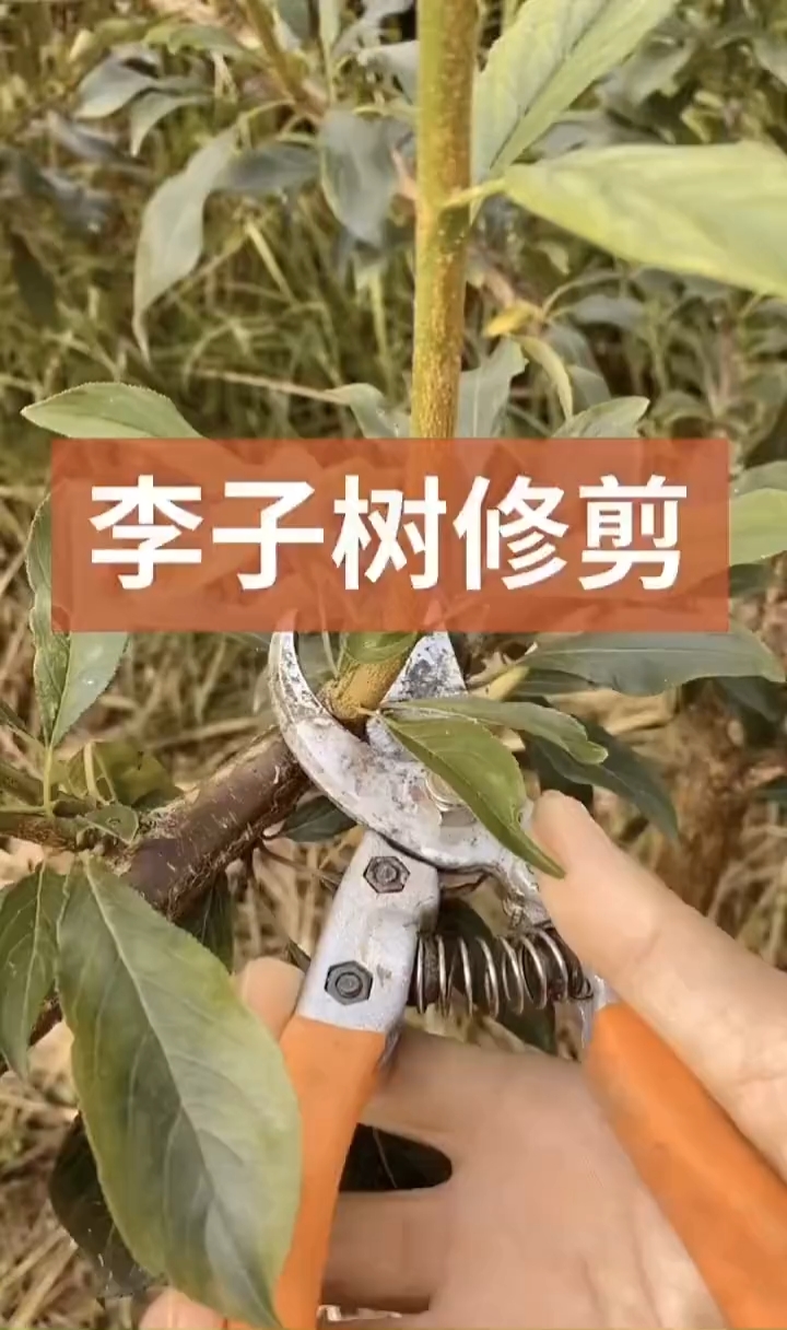 三华李修剪图片