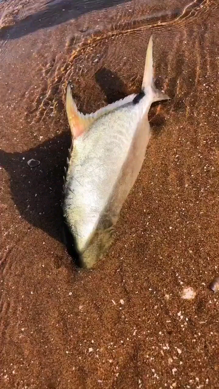 一条搁浅的鱼