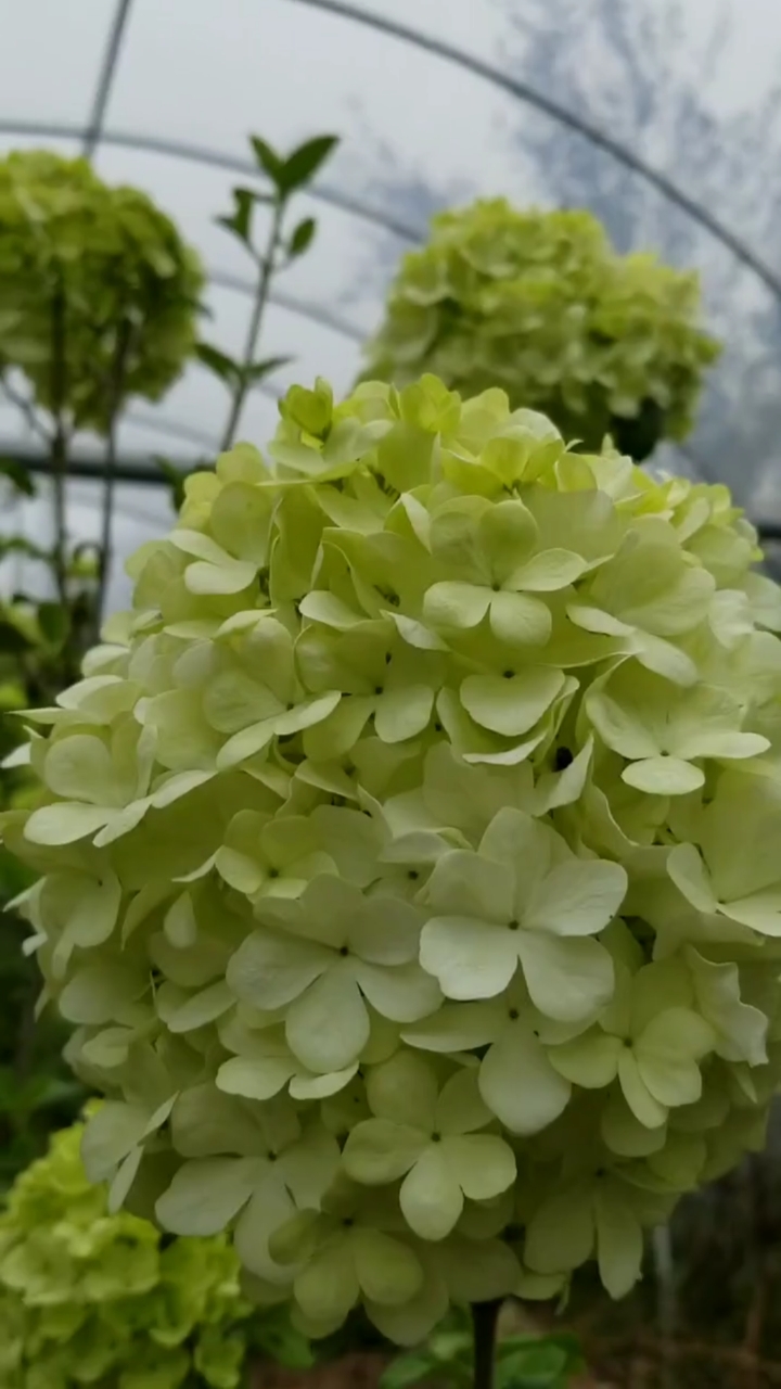 名贵花树中华木绣球,耐寒耐旱,南北方都可以栽植