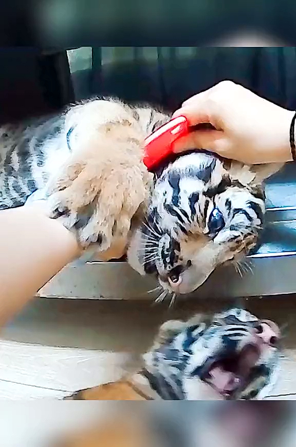 老虎#手忙脚乱的虎妈给小奶虎梳毛,淘气虎像不像你小时候不想洗脸的