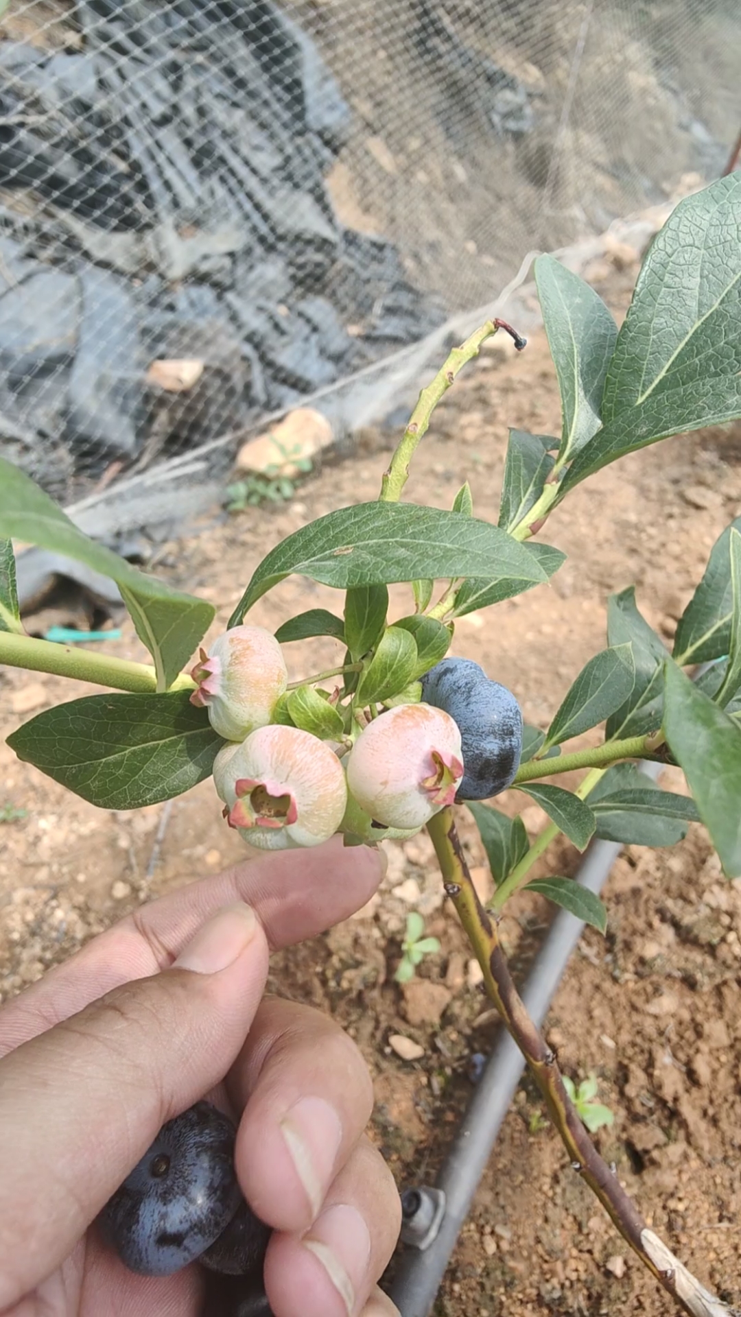 云雀蓝莓苗批发基地云雀蓝莓树苗哪里有卖多少钱一颗