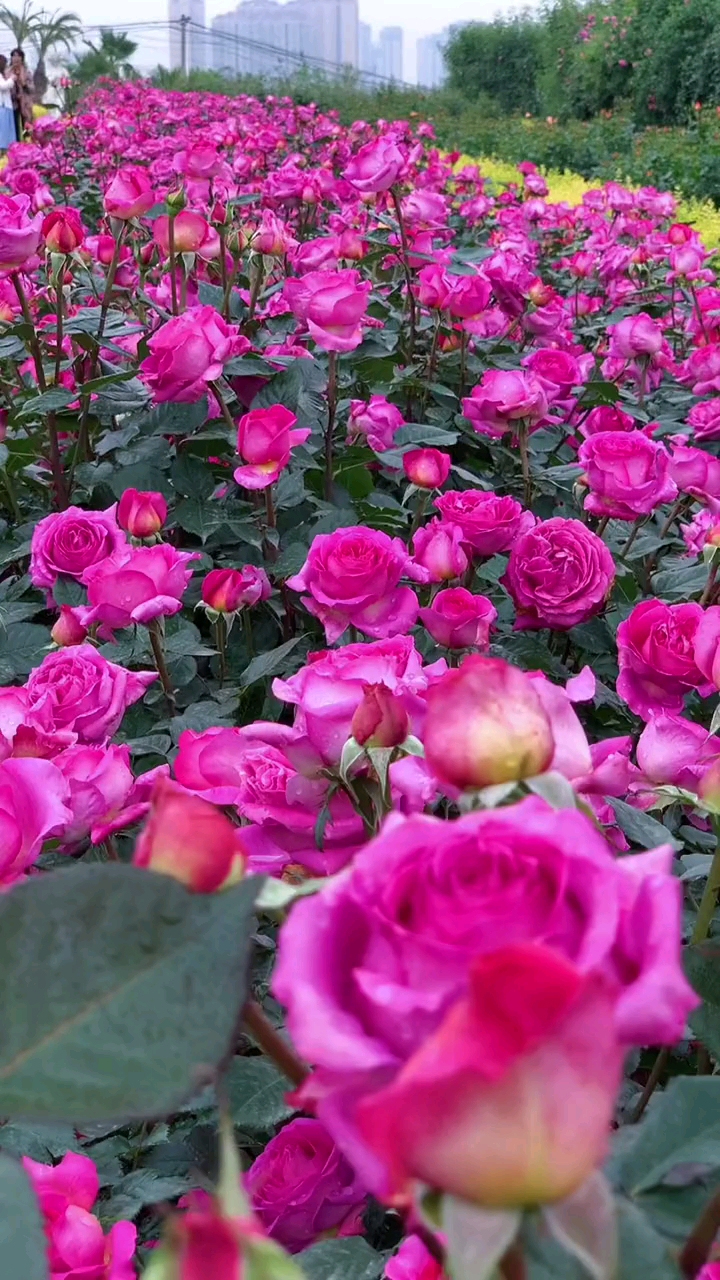 美丽的伯纳黛特月季,隔着屏幕都能闻到花香