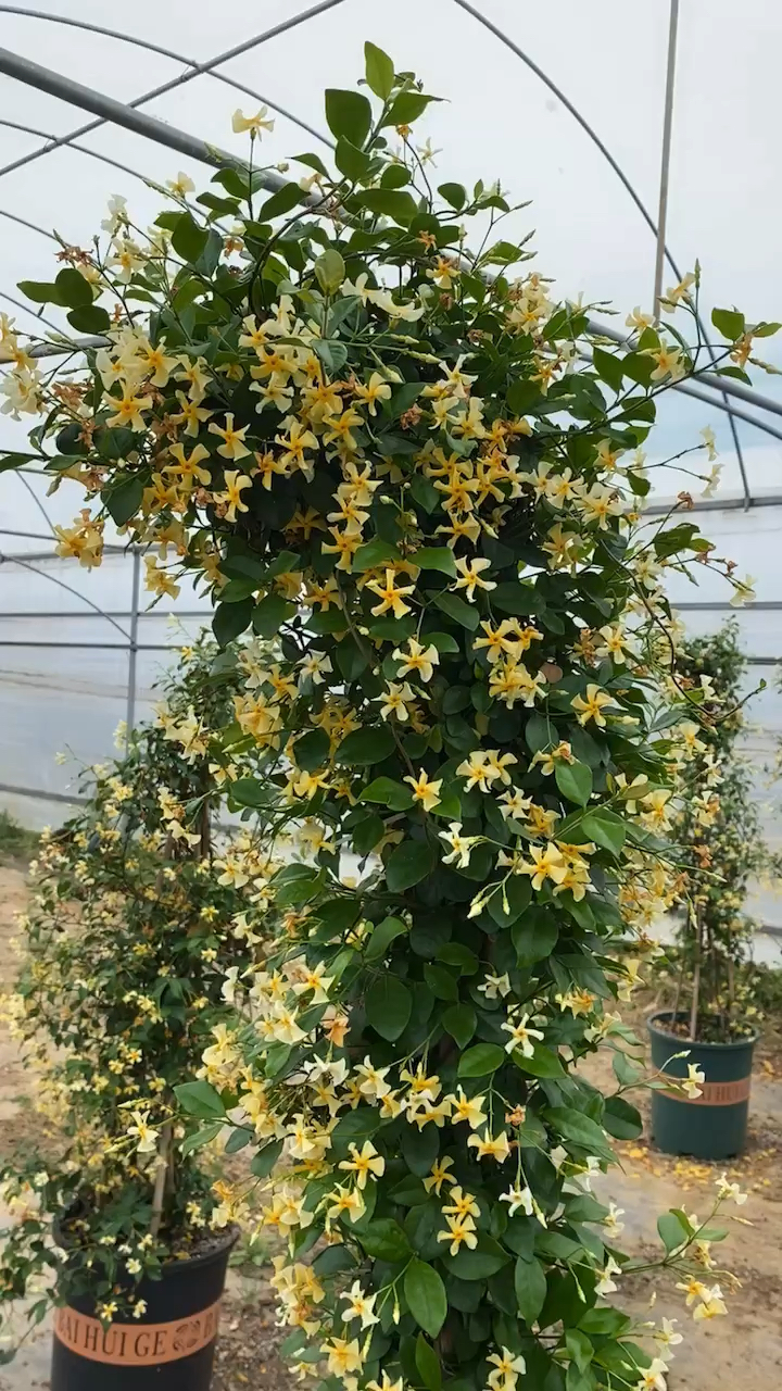 黄色风车茉莉四季常青不落叶适合做拱门花墙花柱等造型