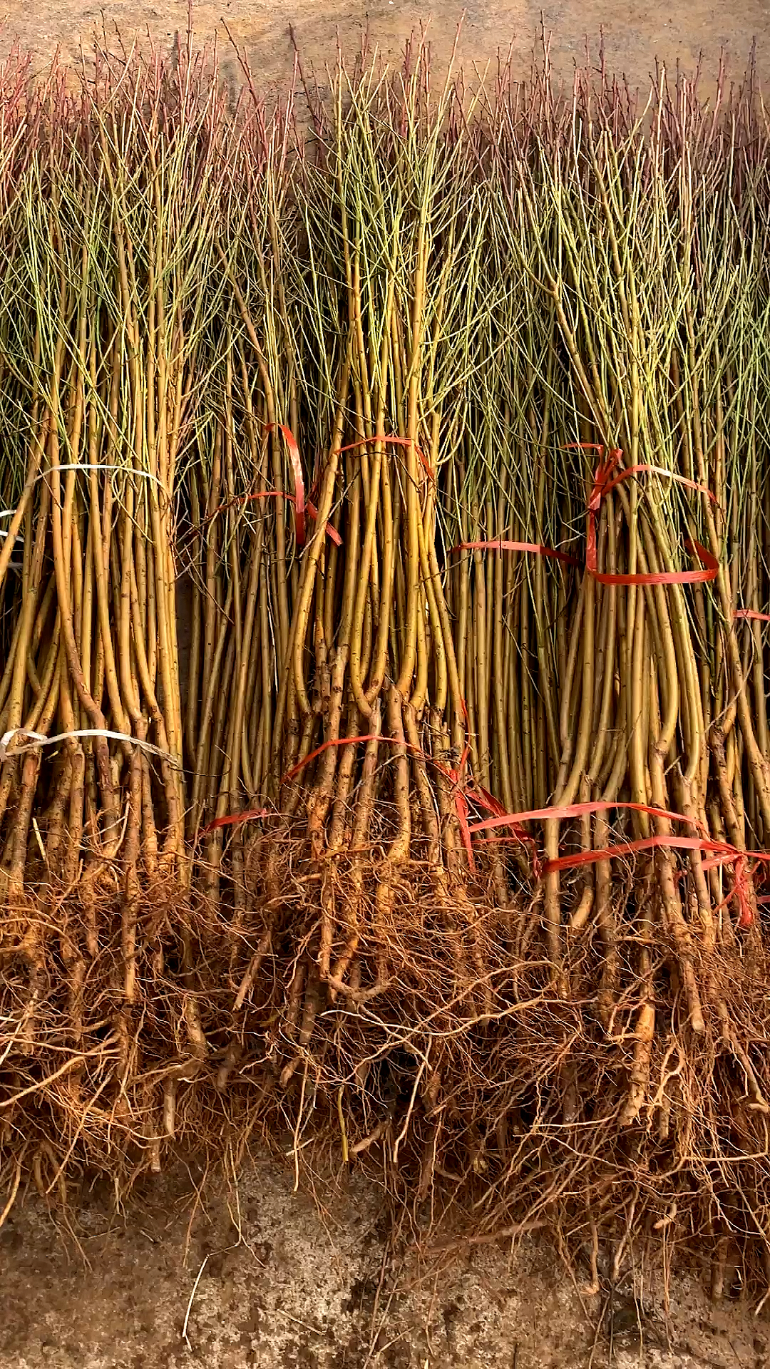 冬桃桃苗,晚熟品种.苗木匀称,根系发达.果实发育期长,糖度18个点以上.